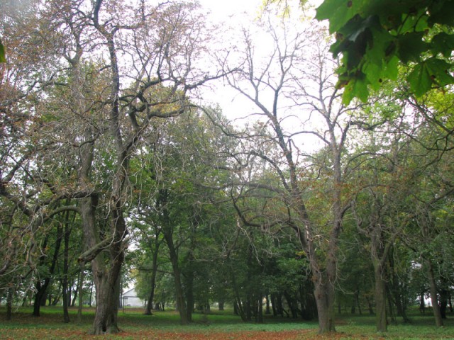 Kasztanowiec zwyczajny, kasztanowiec biały (Aesculus hippocastanum L.) – gatunek drzewa z rodziny mydleńcowatych. Pochodzi z Półwyspu Bałkańskiego. Uprawiany jest w niemal całej Europie, w tym także w Polsce. W Polsce […]